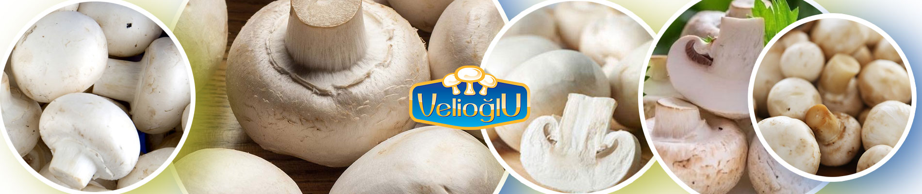 sirketimiz-velioglu-mantar-kultur-mantari